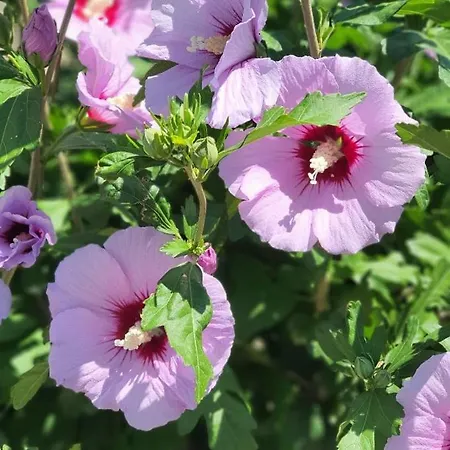 Rose Of Sharon - Meerblick, Neubau, Polarstar Komplex, Апартаменты *